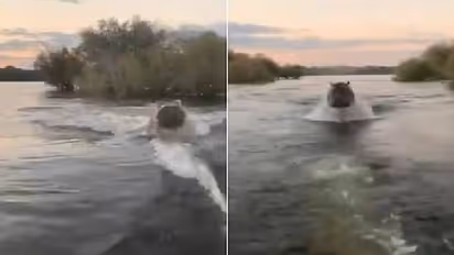 ബോട്ടിനെ പിന്തുടർന്ന് ഹിപ്പോപൊട്ടാമസ്; വീഡിയോ കണ്ടത് 10 ലക്ഷം പേര്!