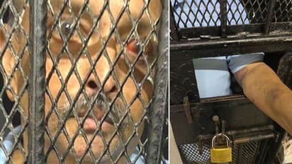 कल तय होगा कि PNB घोटाले का भगोड़ा मेहुल चोकसी डोमिनिका से वापस एंटीगुआ भेजा जाएगा या नहीं