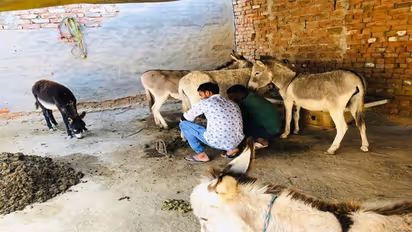 ಹಸುವಿನ ಹಾಲಿನ ಅಲರ್ಜಿ ಇದ್ದರೆ, ಕತ್ತೆ ಹಾಲು ಸೇವಿಸಿ : ಇಲ್ಲಿದೆ ಪ್ರಯೋಜನಗಳು!