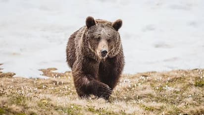 ഏകാന്തതയും പീഡനവും അവസാനിച്ചു, 'ലോകത്തിലെ ഏറ്റവും ഒറ്റപ്പെട്ട കരടി' കാട്ടിലെ പുതുജീവിതത്തിലേക്ക്