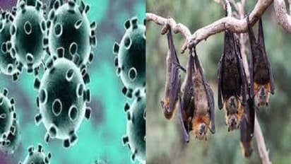 ಚೀನಾ ಬಾವಲಿಗಳಲ್ಲಿ 24 ಹೊಸ ಮಾದರಿ ಕೊರೋನಾ ವೈರಸ್ ಪತ್ತೆ!