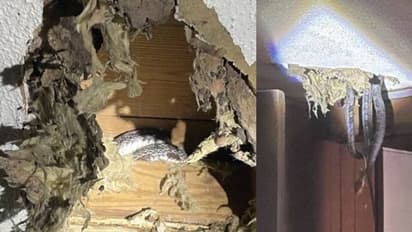 വീടിന്റെ തട്ടിൻപുറത്ത് ചില ശബ്ദങ്ങൾ; പരിശോധനയില് കണ്ടത് അമ്പരപ്പിക്കുന്ന കാഴ്ച; വൈറലായി ചിത്രങ്ങള്...