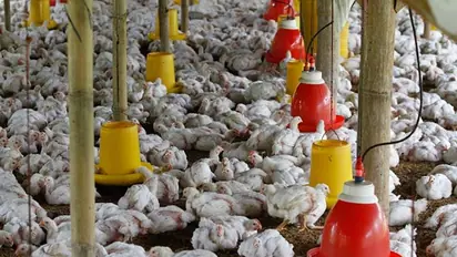Australia reports first human case of bird flu, says child was infected in India