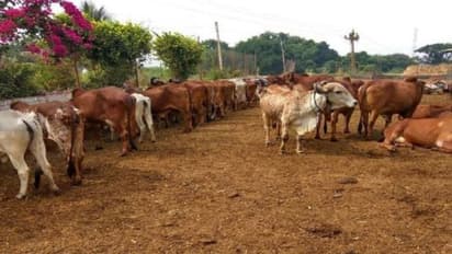 ಕಲಬುರಗಿಯಲ್ಲಿ ಗೋವುಗಳ ಮಾರಣ ಹೋಮ..!