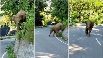 ദൃശ്യം പകര്ത്തിയവരെ മതില്ചാടിയെത്തി വിരട്ടിയോടിച്ച് കൊമ്പന്