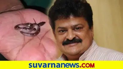 ನಟ ಮಂಡ್ಯ ರಮೇಶ್ ಮನೆಗೆ ನುಗ್ಗಿದ ವಿಷರಹಿತ ತೋಳದ ಹಾವು!