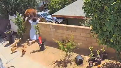 വളര്‍ത്തുനായ്ക്കളെ ഉപദ്രവിക്കാന്‍ ശ്രമിച്ച കരടിയെ പിടിച്ചുതള്ളുന്ന പതിനേഴുകാരി; അമ്പരിപ്പിക്കുന്ന വീഡിയോ