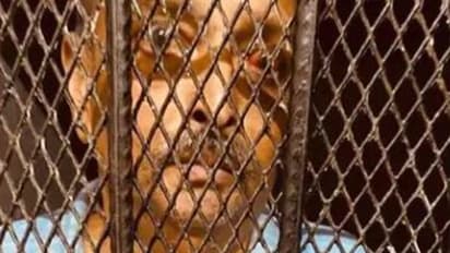 সোনালী চুলের বিকিনি সুন্দরী, এই কি মেহুল চোকসির প্রেমিকা - কী বলছেন স্ত্রী, দেখুন