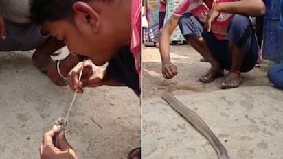 दावा: शख्स ने मुंह से अपनी सांस देकर सांप को कर दिया जिंदा, देखने वालों के उड़ गए होश