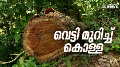 മുട്ടിൽ മരംമുറി കേസ്: റവന്യൂ- വനംവകുപ്പ് ഉദ്യോഗസ്ഥർക്ക് വീഴ്ച പറ്റിയെന്ന് റിപ്പോർട്ട്