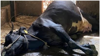 അജ്ഞാതരോഗം ബാധിച്ച് കുട്ടനാട്ടില് കന്നുകാലികള് ചാവുന്നു