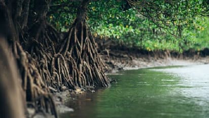 মুখ্যমন্ত্রীর কড়া নির্দেশ সত্ত্বেও নির্বিচারে কাটা হচ্ছে ম্যানগ্রোভ, বারবার ভাঙছে নদীবাঁধ