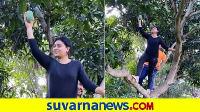 ಗಂಡನ ಜೊತೆ ಮಾವಿನ ಮರ ಹತ್ತಿದ ಅಮೂಲ್ಯ