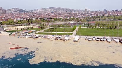 മറ്റൊരു പാരിസ്ഥിതികാഘാതം കൂടി; തുര്ക്കി തീരത്തെ മൂടി 'മറൈൻ മ്യൂസിലേജ്'