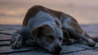 ये कैसी इंसानियत: पत्नी को कुत्ते ने काटा, गुस्साए पति ने राइफल से डॉगी को कर दिया शूट