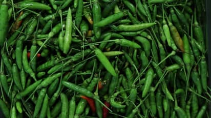 বর্ষাকালে লঙ্কা পচে যাচ্ছে? দীর্ঘদিন কাঁচা লঙ্কা তাজা রাখার ১০ সহজ উপায়