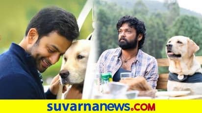 777 ಚಾರ್ಲಿ ಚಿತ್ರದ ಮಲಯಾಳಂ ವಿತರಣೆ ಹಕ್ಕು ಪಡೆದ ಪೃಥ್ವಿರಾಜ್