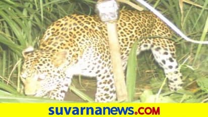 ಬಾಗಲಕೋಟೆ: ಒಂದು ವಾರ ಕಳೆದ್ರೂ ಪತ್ತೆಯಾಗದ ಚಿರತೆ, ಗ್ರಾಮಸ್ಥರಲ್ಲಿ ಆತಂಕ