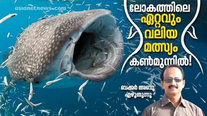 തിമിംഗല സ്രാവ്: നീന്തിച്ചെന്ന് പുറത്തുകയറിയാലും  വിരോധം കാണിക്കാത്ത സാധു!