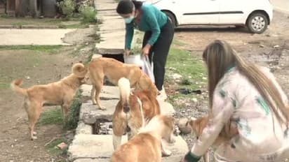 ലോക്ക്ഡൗണില്‍ പട്ടിണിയായ ഇരുപതിയഞ്ചോളം തെരുവ് നായ്ക്കൾക്ക് അന്നം നൽകുന്ന പെൺകുട്ടികൾ