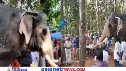 ২০ কিমি হেঁটে প্রিয় মাহুতকে শেষ সেলাম জানাল হাতি, দেখুন সেই ভাইরাল ভিডিও