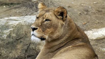 കൊവിഡ് ബാധിച്ച് കാഴ്ച ബംഗ്ലാവിലെ സിംഹത്തിന് അന്ത്യം; മറ്റ് 8 സിംഹങ്ങള്‍ക്ക് കൂടി കൊവിഡ് ബാധ