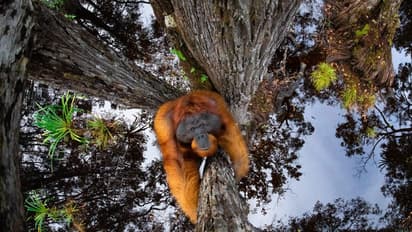 ಒಮ್ಮೆ ನೋಡಿದರೆ ಬೆರಗಿನ ಪೋಟೋ ಅರ್ಥವಾಗಲ್ಲ, ವಿಶ್ವವೇ ತಲೆಕೆಳಗಾಗಿದೆ!