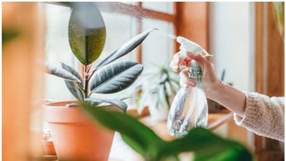 வீட்டிலே மருந்து.. இந்த 3 செடிகளை வளர்த்துங்க போதும்!! ஒவ்வொரு செடியும் எத்தனை நோய்களை விரட்டும் தெரியுமா? 