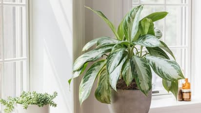 ചെടികൾ സംസാരിക്കും, ശബ്ദങ്ങൾ പോപ്കോൺ പൊട്ടുന്നതിനോട് സാമ്യമുള്ളത് ; പഠന റിപ്പോര്ട്ട് പുറത്ത്