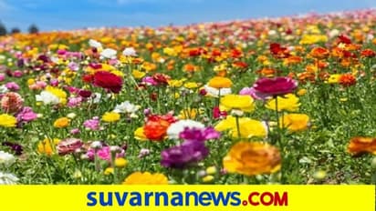 ಹೂ ಬೆಳೆಗಾರರಿಗೆ ಆಷಾಢ ಮಾಸದ ಬರೆ : ಹೂವಿನ ದರ ತೀವ್ರ ಕುಸಿತ