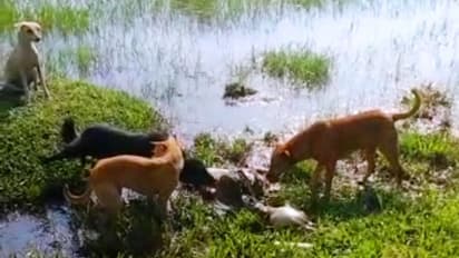 ಶಿರಸಿ: ಪ್ಲಾಸ್ಟಿಕ್‌ ಚೀಲದಲ್ಲಿ ಮೃತ ಆಕಳು ಕರು ಪತ್ತೆ