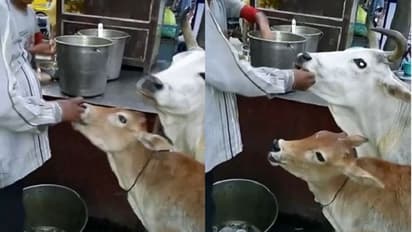 ಕಾಂಪಿಟೀಶನ್ಗೆ ಬಿದ್ದು ಗೋಲ್ಗಪ್ಪಾ ತಿಂದು ಸಂಭ್ರಮಿಸಿದ ಹಸು-ಕರು; ವಿಡಿಯೋ ವೈರಲ್!