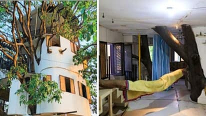 राजस्थानी शख्स ने 88 साल पुराने पेड़ पर बनाया 4 मंजिला हाईटेक घर, अंदर की तस्वीरें देख कहेंगे गजब कमाल
