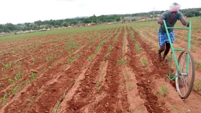 ಕೊಪ್ಪಳ: ಸುಡುವ ಬಿಸಿಲು ಲೆಕ್ಕಿಸದೇ ಗಾಲಿಕುಂಟೆ ತಳ್ಳಿ 3 ಎಕರೆ ಹೊಲ ಎಡೆಹೊಡೆದ ರೈತ..!