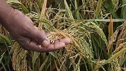 Minimum Support Prices :  ಭತ್ತ, ರಾಗಿ, ಜೋಳ ಬೆಳೆದ ರೈತರಿಗೆ ಗುಡ್ ನ್ಯೂಸ್