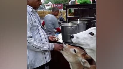 দোকানে দাঁড়িয়ে তেঁতুল জল দিয়ে ফুচকা খেল গরু, ভাইরাল ভিডিয়ো