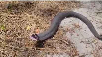 Fact Check : కరీంనగర్ లో మనిషిలా అరుస్తున్న పాము.. వీడియో వైరల్, నిజమేంటంటే..