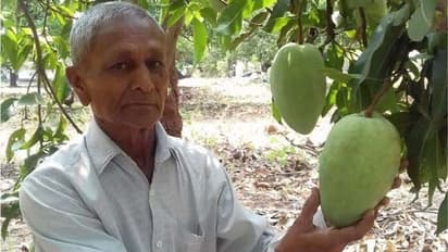 कभी खाया है ऐसा अनोखा आम: जो पेड़ पर लगते ही हो जाता बुक, एक फल की कीमत 1000 रु..स्वाद दीवाना बना दे