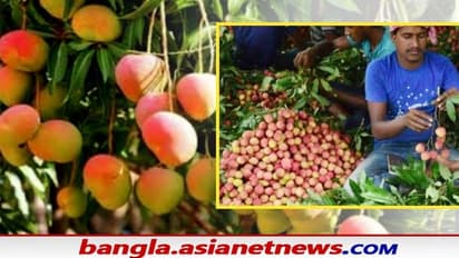 কার্যত লকডাউনের জেরে আটকে আম-লিচুর রপ্তানি, আর্থিক ক্ষতির মুখোমুখি কৃষকরা