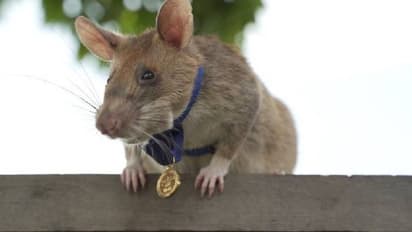 മഗാവയ്ക്ക് ഇനി വിശ്രമജീവിതം, ധീരതയ്ക്ക് ഗോൾഡ് മെഡൽ നേടിയ എലി ജോലിയിൽനിന്നും വിരമിക്കുന്നു