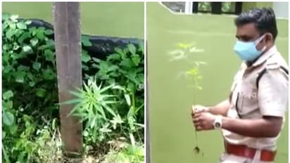 'ഞങ്ങള്‍ക്കിഷ്ടമുള്ള ചെടിയാണ്, ഇവിടെ വളരട്ടെ' ; പരിസ്ഥിതിദിനത്തില്‍ ക‌ഞ്ചാവ് ചെടി നട്ട് യുവാക്കൾ, കേസ്