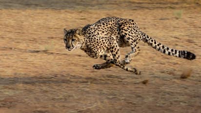 Cheetah: భారత్ లో వినిపించనున్న చిరుత గర్జన.. ఆఫ్రికా నుంచి భారత్ కు దిగుమతి..
