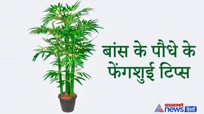 फेंगशुई में इस पौधे को माना गया है सौभाग्य और उम्र बढ़ाने वाला, इससे दूर होती है निगेटिविटी