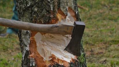 വിവാദ ഉത്തരവിന് മുമ്പും മരംമുറി കൊള്ള; റവന്യൂ ഒത്താശയോടെ മരംമുറി നടന്നത് പത്തനംതിട്ടയിൽ