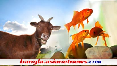 আতঙ্কে মৃত ছাগল, মাছ মরেছে বলে চাই ৩ কোটি - 'দুয়ারে ত্রাণ'-এ অবাক করা সব আবেদন