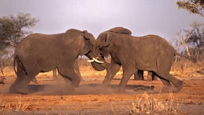 মাথা ঠুকে শুঁড় দিয়ে পেঁচিয়ে মারণ লড়াই, সঙ্গিনী দখল করতে মরিয়া দুই দাঁতাল