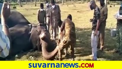 ಸಿಂಹ ಸಾವು ಬೆನ್ನಲ್ಲೇ, ತಮಿಳ್ನಾಡಲ್ಲಿ 56 ಆನೆಗಳಿಗೆ ಕೋವಿಡ್ ಟೆಸ್ಟ್!