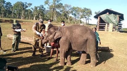 മുതുമലയില് ആനകള്ക്ക് കൊവിഡ് പരിശോധന; നടപടി സിംഹങ്ങള് പോസിറ്റീവ് ആയതിനെ തുടര്ന്ന്