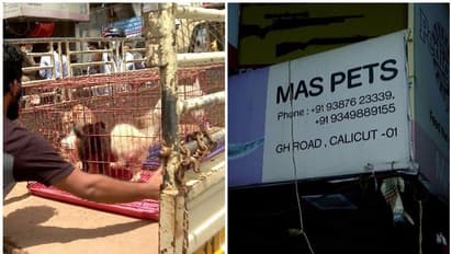 കണ്ണില്ലാത്ത ക്രൂരത: നായകളെ കടയിൽ പൂട്ടിയിട്ടു; രക്ഷയായത് മൃഗസ്നേഹികളുടെ ഇടപെടൽ, കടയുടമക്കെതിരെ കേസ്