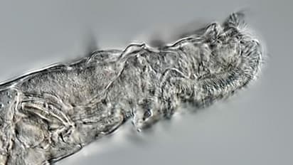 സൈബീരിയയിലെ കൊടുംതണുപ്പില്‍ഈ ജീവന്‍ മരവിച്ച് അതിജീവിച്ചത് 24,000 വര്‍ഷങ്ങള്‍.!